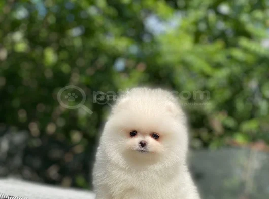 Safkan Pomeranian Boo Yavrularım Yeni Yuvasına Gitmeye Hazır görsel