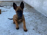 Asil Belçika Kurdu Yavrular
