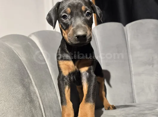 Eğitimli Doberman Bebekleri görsel