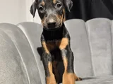 Eğitimli doberman bebekleri