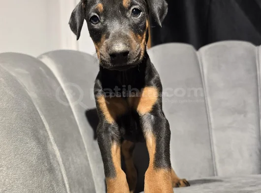 Eğitimli Doberman Bebekleri