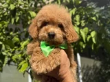 Şirin Maltipoo Yavruları Irk Ve Sağlık Garantili