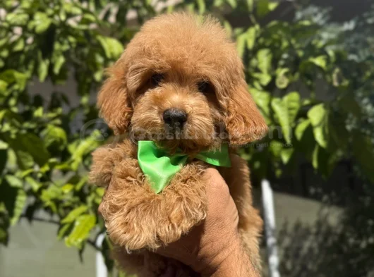 Şirin Maltipoo Yavruları Irk Ve Sağlık Garantili görsel