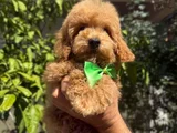 Şirin Maltipoo Yavruları Irk Ve Sağlık Garantili