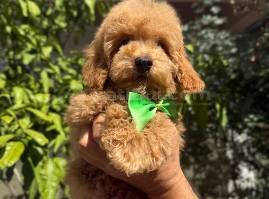 Şirin Maltipoo Yavruları Irk Ve Sağlık Garantili görsel