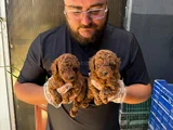 Ruhsatlı Işletmeden Xs Mi̇ni̇ Kore Red Toypoddle Bebekler