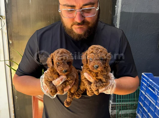 Ruhsatlı Işletmeden Xs Mi̇ni̇ Kore Red Toypoddle Bebekler görsel