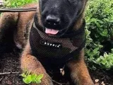 Hasim Yok Eden Belçi̇ka Kurdu Denendi̇ Onaylandi