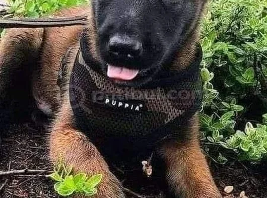 Hasim Yok Eden Belçi̇ka Kurdu Denendi̇ Onaylandi görsel