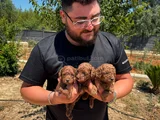 Ruhsatlı Işletmeden Xs Mi̇ni̇ Kore Red Toypoddle Bebekler