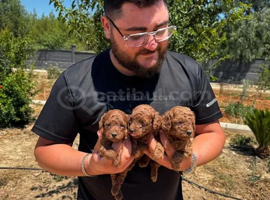 Ruhsatlı Işletmeden Xs Mi̇ni̇ Kore Red Toypoddle Bebekler görsel