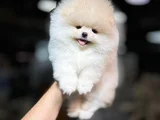 Irk Ve Sağlık Garantili Pomeranian Boo Bebekleri