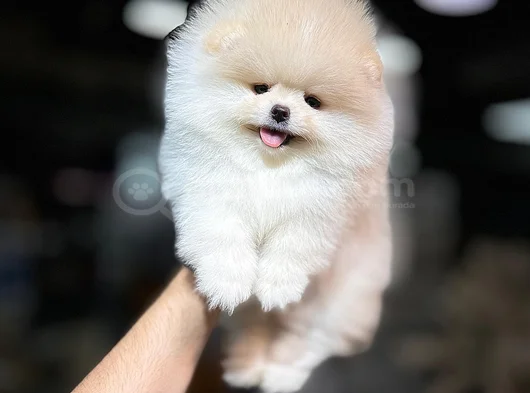 Irk Ve Sağlık Garantili Pomeranian Boo Bebekleri görsel