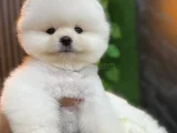 Irk ve sağlık garantili pomeranian boo bebekleri