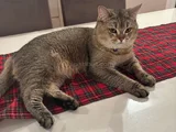 British Shorthair Black Golden  1 Yaşında Erkek