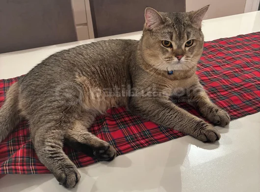 British Shorthair Black Golden  1 Yaşında Erkek