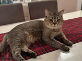 British Shorthair Black Golden  1 Yaşında Erkek