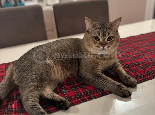 British Shorthair Black Golden  1 Yaşında Erkek görsel