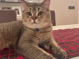 British Shorthair Black Golden  1 Yaşında Erkek