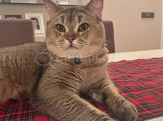 British Shorthair Black Golden  1 Yaşında Erkek görsel