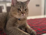 British Shorthair Black Golden  1 Yaşında Erkek