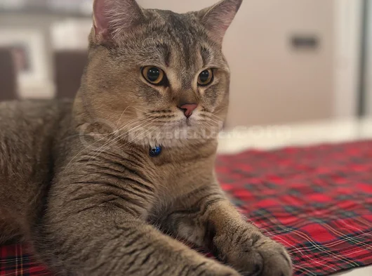 British Shorthair Black Golden  1 Yaşında Erkek görsel