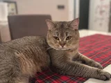 British Shorthair Black Golden  1 Yaşında Erkek