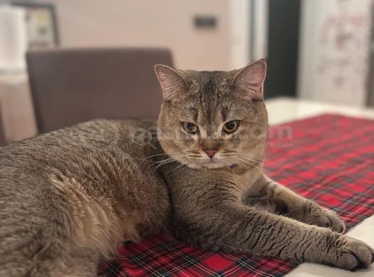 British Shorthair Black Golden  1 Yaşında Erkek görsel