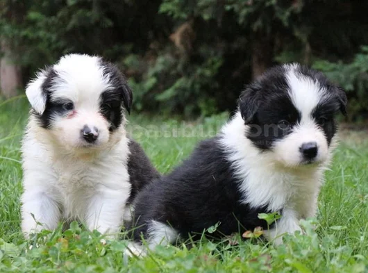 Dişi Erkek Border Collie Yavruları görsel