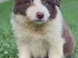 Dişi Erkek Border Collie Yavruları