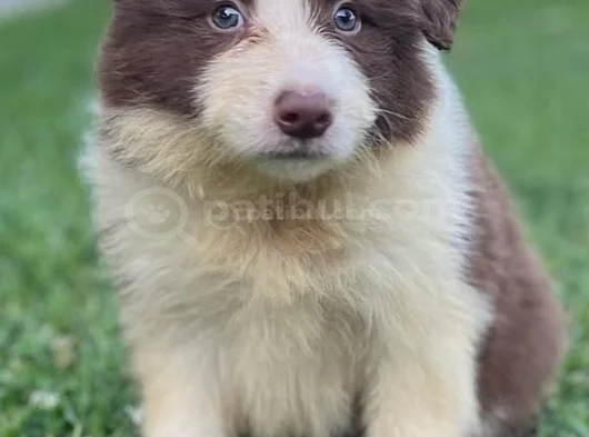 Dişi Erkek Border Collie Yavruları görsel