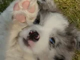 Dişi Erkek Border Collie Yavruları