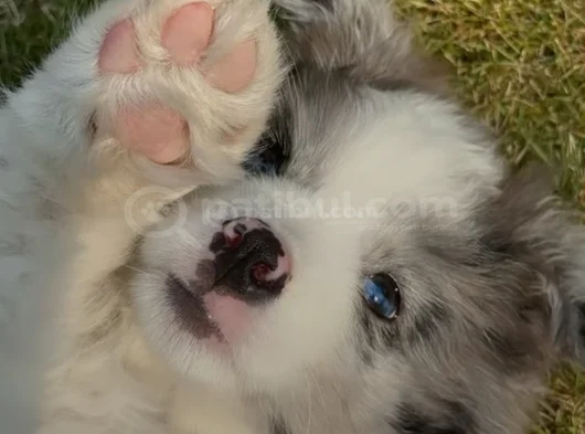 Dişi Erkek Border Collie Yavruları görsel