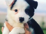 Dişi Erkek Border Collie Yavruları