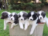 Dişi Erkek Border Collie Yavruları