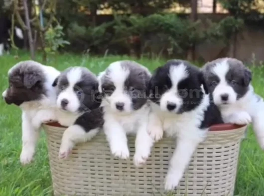 Dişi Erkek Border Collie Yavruları