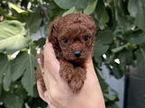 Kore Toy Poodle Red Brown