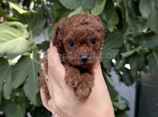 Kore Toy Poodle Red Brown görsel