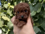 Kore Toy Poodle Red Brown