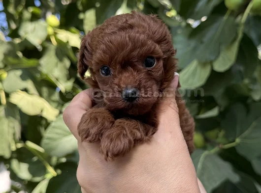 Kore Toy Poodle Red Brown