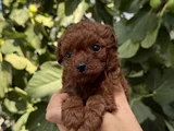 Kore Toy Poodle Red Brown