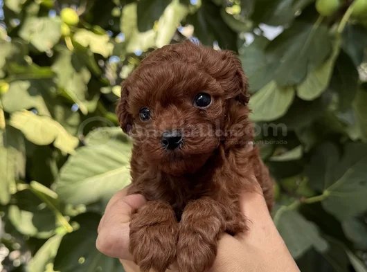 Kore Toy Poodle Red Brown görsel