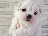 Ruhsatlı Işletmeden Mini Kore Maltese Terrier Bebekleri