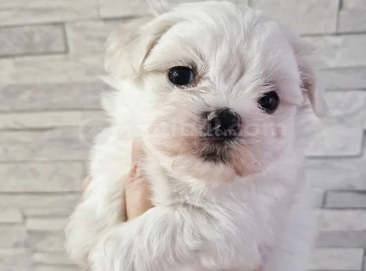 Ruhsatlı Işletmeden Mini Kore Maltese Terrier Bebekleri görsel