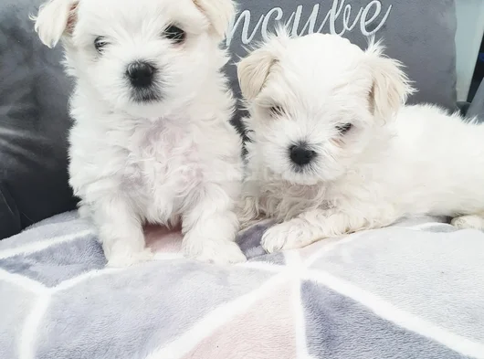 Ruhsatlı Işletmeden Mini Kore Maltese Terrier Bebekleri