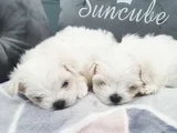 Ruhsatlı Işletmeden Mini Kore Maltese Terrier Bebekleri