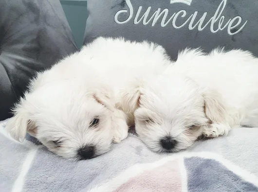 Ruhsatlı Işletmeden Mini Kore Maltese Terrier Bebekleri görsel