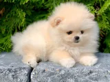 Dişi Erkek Pomeranian Teddy Bear Boo Yavrularımız