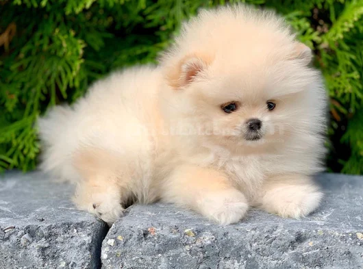 Dişi Erkek Pomeranian Teddy Bear Boo Yavrularımız görsel