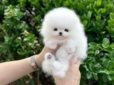 Dişi Erkek Pomeranian Teddy Bear Boo Yavrularımız